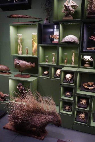 Musée zoologique