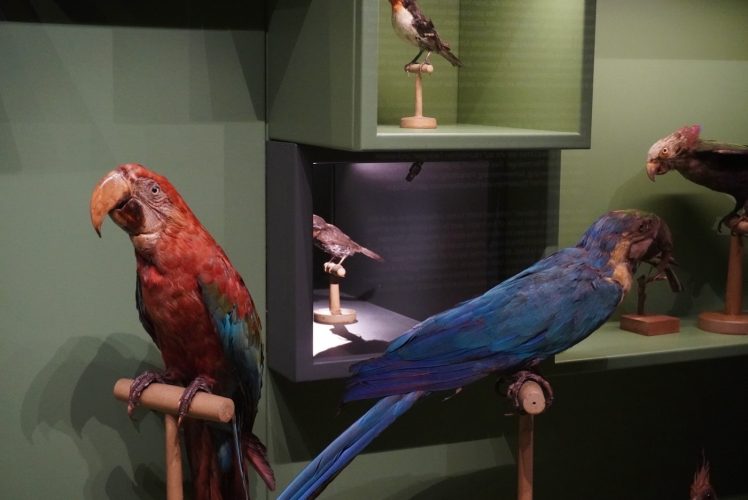 Musée zoologique