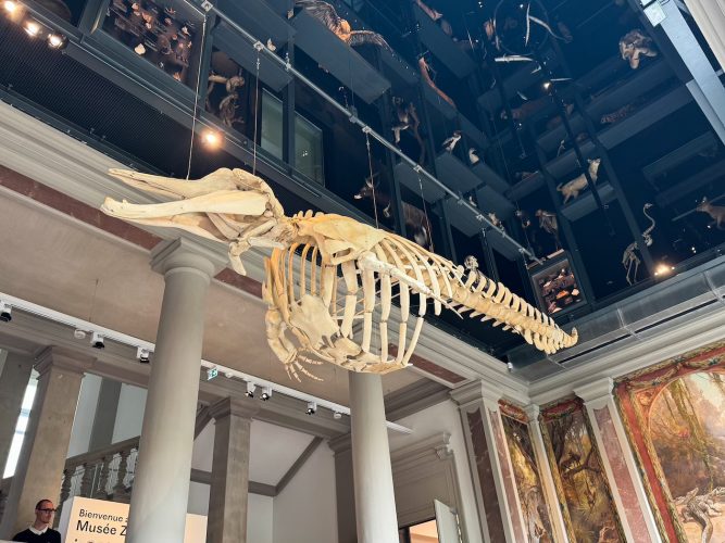 Musée zoologique baleine
