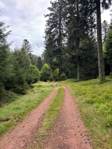 randonnnée grendelbruch cercle de pierres Hohbuhl julia Wecnker (14)