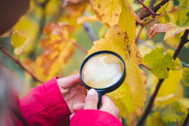 Vignobles en scène