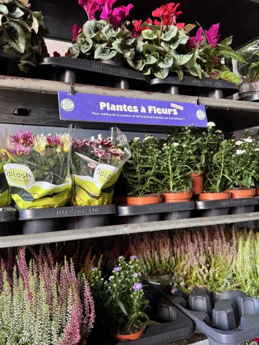 vente plantes