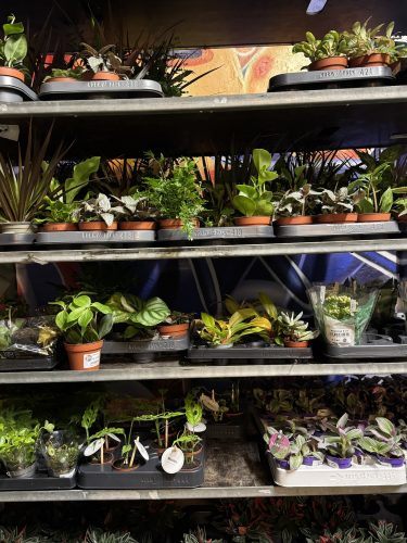 vente plantes
