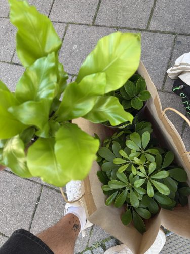 vente plantes