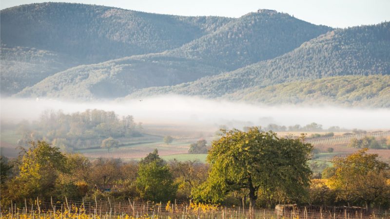 Vignobles en scène