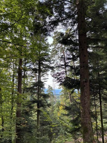 Randonnée forêt vallée de la bruche  (12)