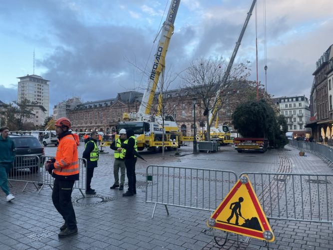 grand sapin