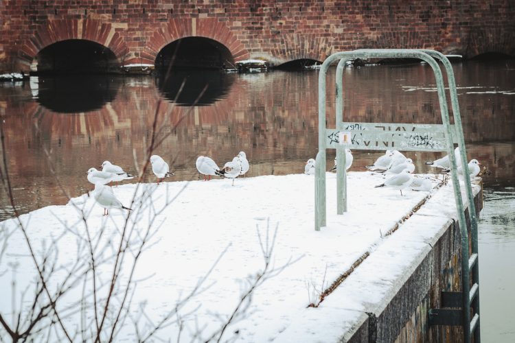 Neige, mouette, oiseaux, froid