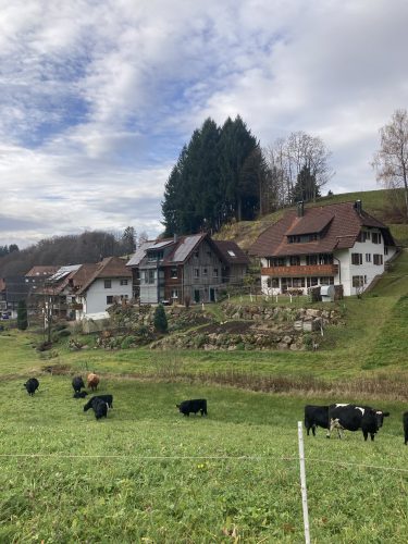 vaches nature