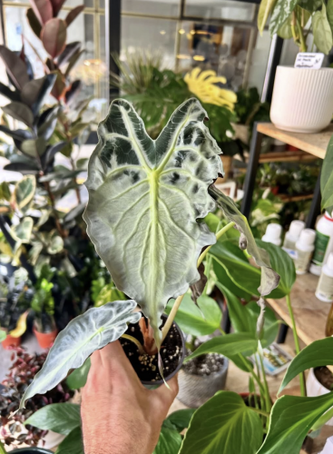 Studio plantes (1)