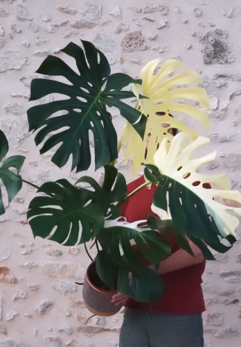 Studio plantes (2)