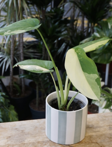 Studio plantes (3)