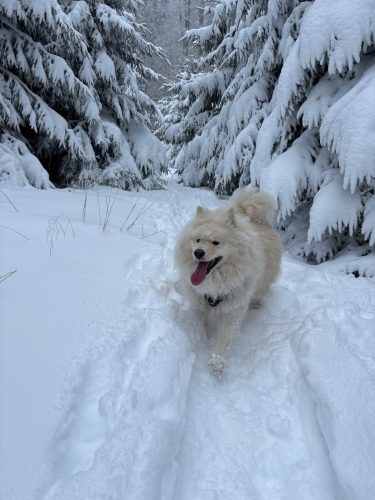 Hohwald sous la neige Chien