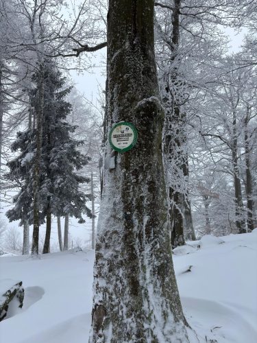 Hohwald sous la neige Neuntelstein