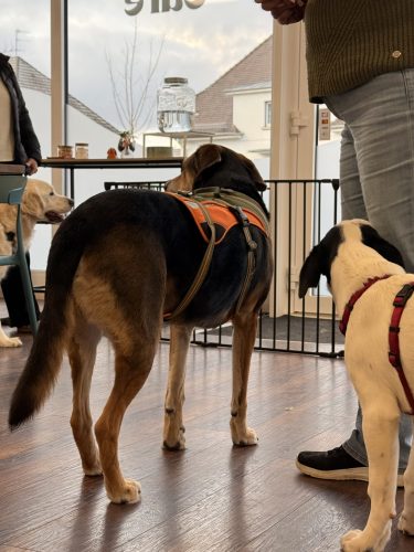 Chiens Troquet des Poilus