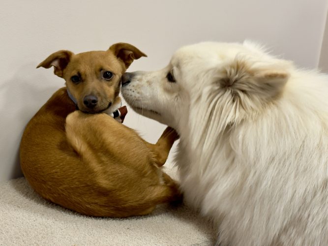 Chiens Troquet des Poilus