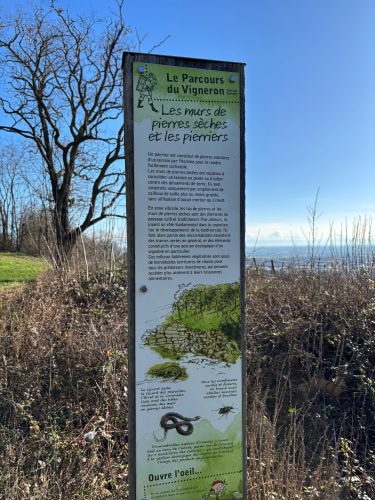 Parcours du vigneron vignes (2)