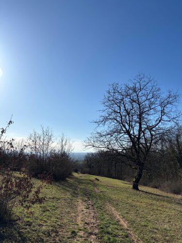 Parcours du vigneron vignes vosges (13)