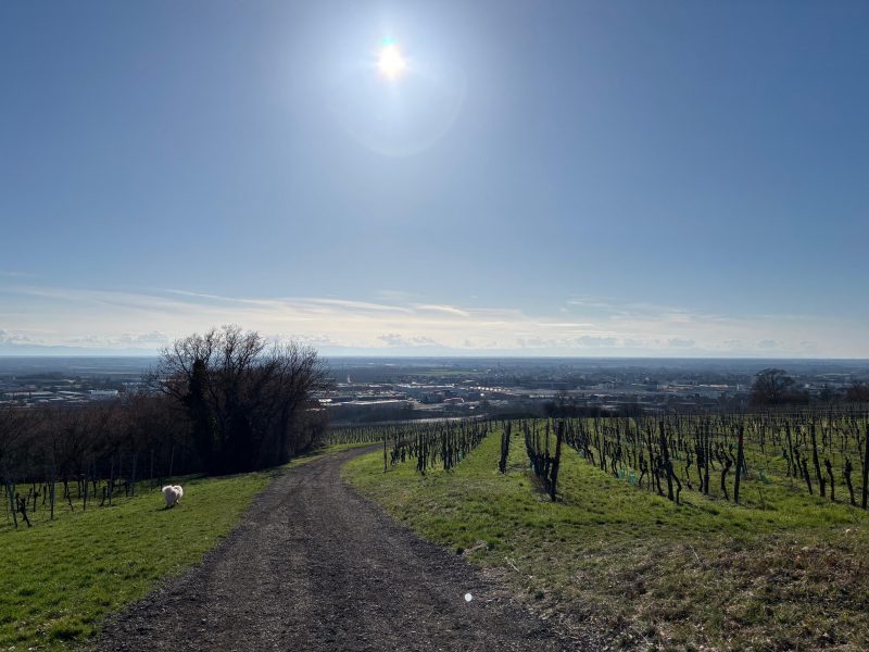 Parcours du vigneron vignes vosges (4)