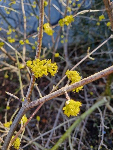 cueillette plantes sauvages les ateliers du vivant (1)