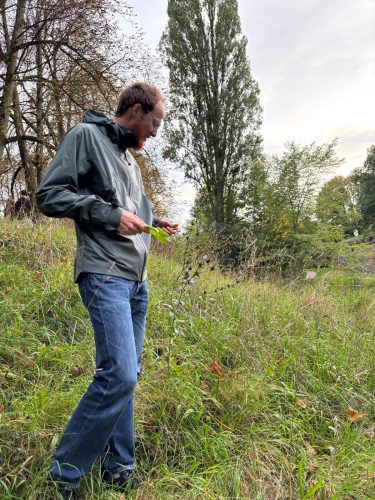 cueillette plantes sauvages les ateliers du vivant (13)
