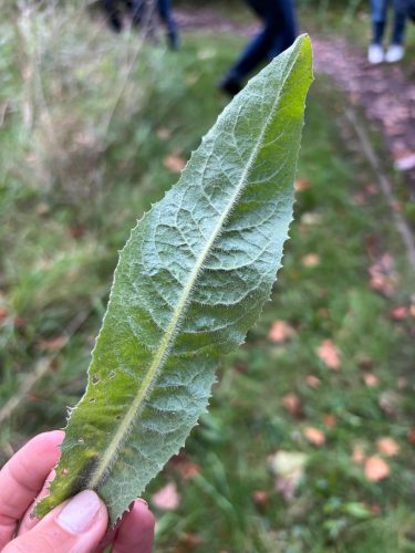 cueillette plantes sauvages les ateliers du vivant (14)