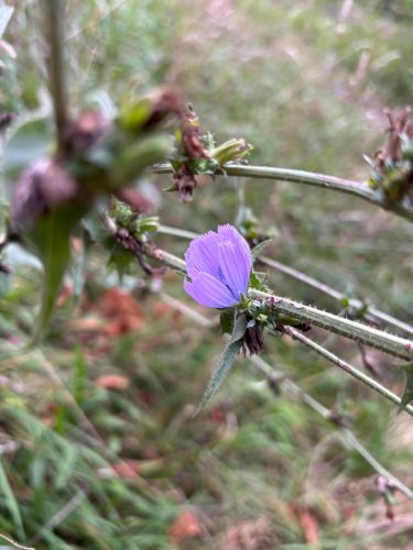 cueillette plantes sauvages les ateliers du vivant (15)