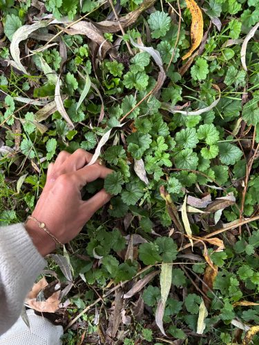 cueillette plantes sauvages les ateliers du vivant (16)
