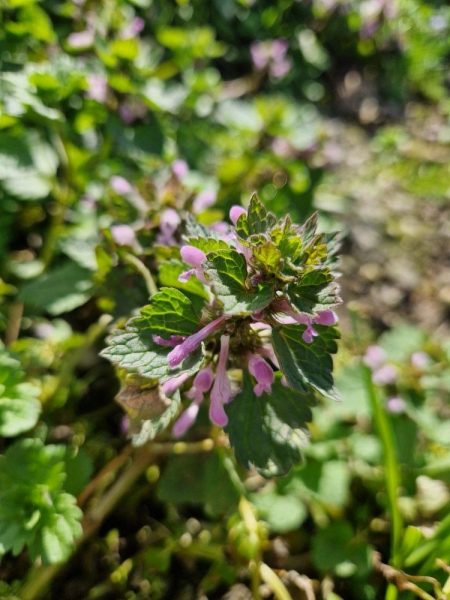 cueillette plantes sauvages les ateliers du vivant (2)