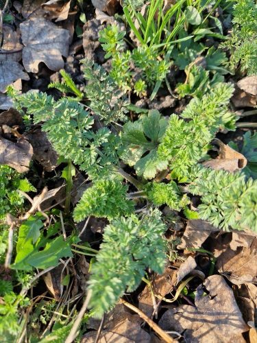 cueillette plantes sauvages les ateliers du vivant (3)