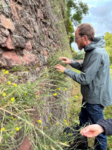 cueillette plantes sauvages les ateliers du vivant (4)