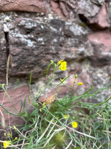 cueillette plantes sauvages les ateliers du vivant (6)