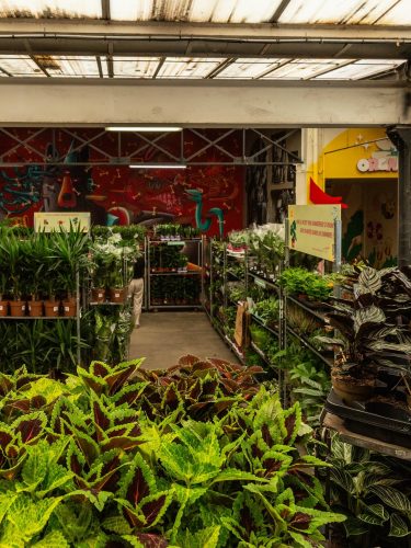 vente plantes