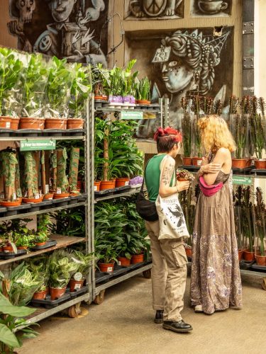 vente plantes