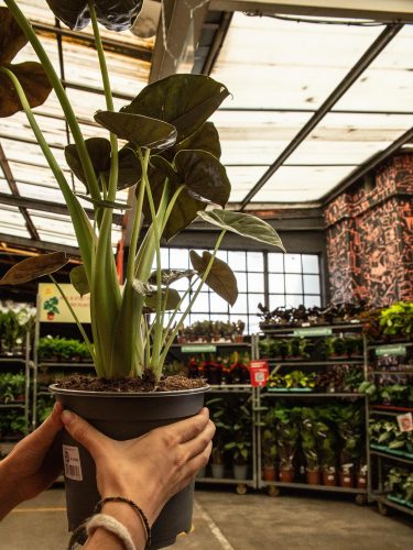 vente plantes