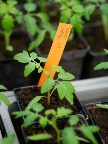 Légumes ferme RiedOasis