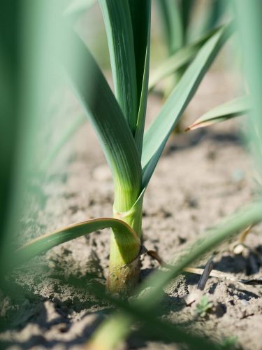 Légumes ferme RiedOasis