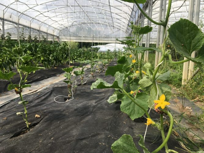 Légumes ferme RiedOasis
