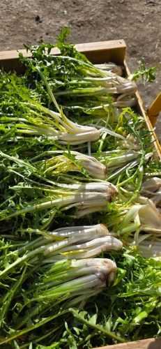 légume
