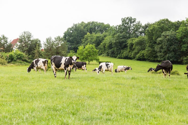 Alsace Lait coopérative agricole agriculture