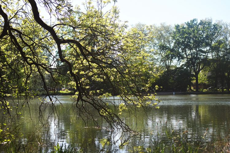 Parc Schulmeister meinau (18) arbre étang