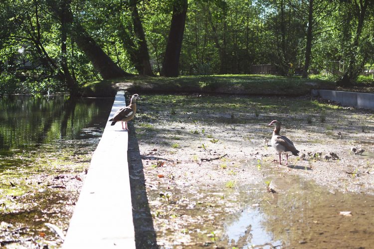 Parc Schulmeister meinau (24) poule d&rsquo;eau