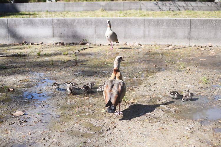 Parc Schulmeister meinau (25) poule d&rsquo;eau