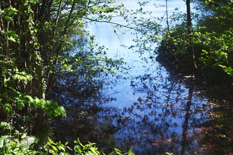 Parc Schulmeister meinau (28) étang