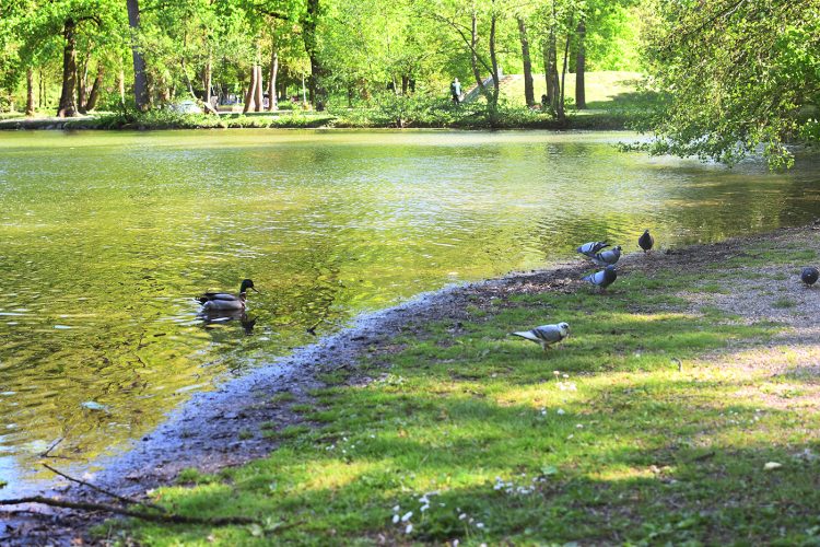 Parc Schulmeister meinau (30) canard étang pigeons