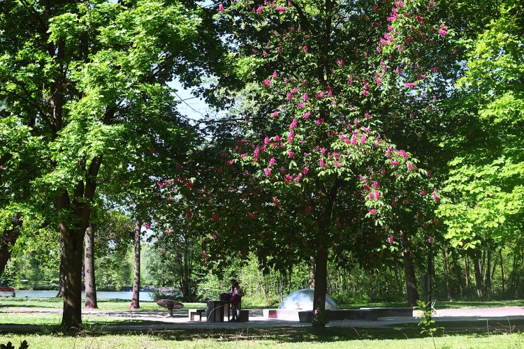 Parc Schulmeister meinau (36) arbre végétation printemps