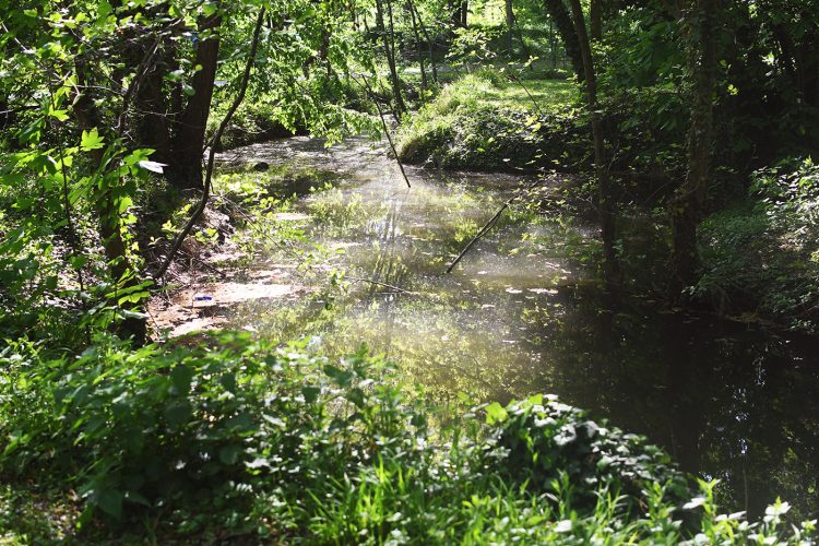 Parc Schulmeister meinau (43) végétation rhin tortu