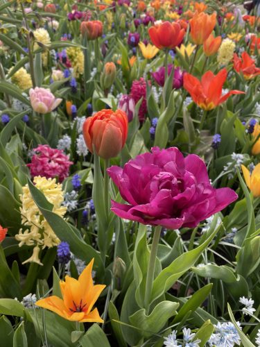 Fleurs