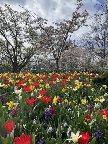 fleurs