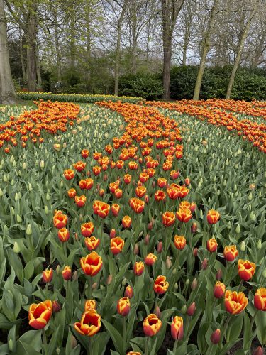 Tulipes